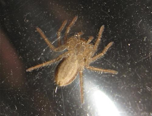 Réf. 147 851 : Thanatus striatus