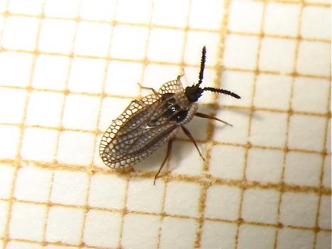 Kalama tricornis