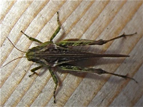 Réf. 147 989 : Tetrix ceperoi ceperoi