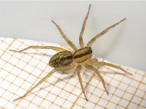 Pardosa sp.