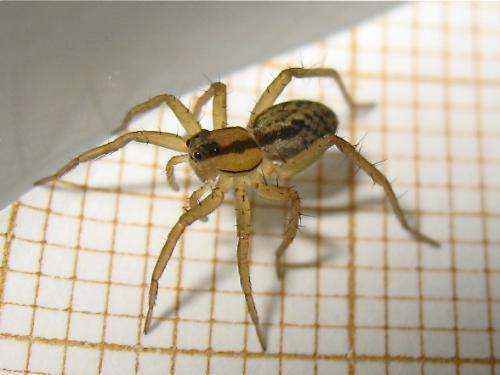 Pardosa sp.