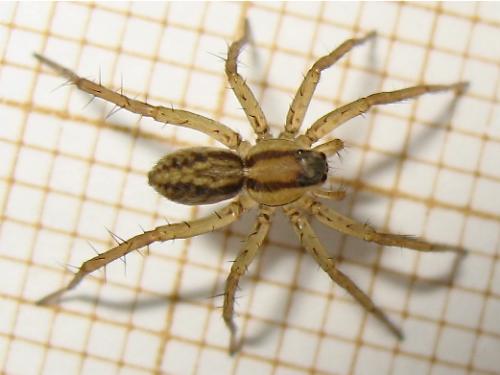 Pardosa sp.