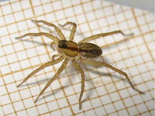 Pardosa sp.