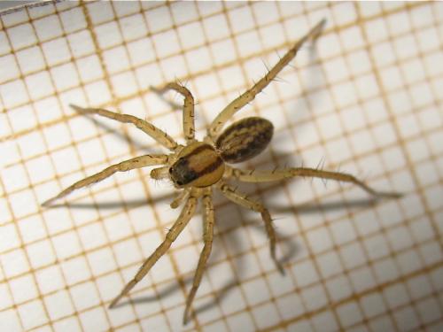 Pardosa sp.