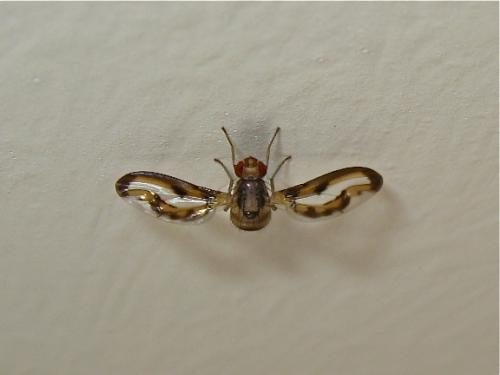 Toxoneura muliebris