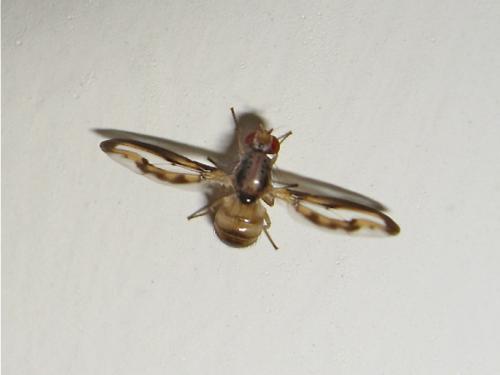 Toxoneura muliebris