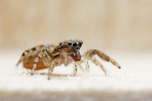 Marpissa muscosa