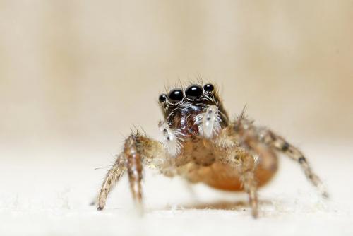Marpissa muscosa