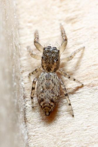 Marpissa muscosa