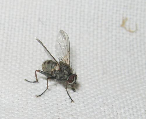 Réf. 147 584 : Coenosia tigrina