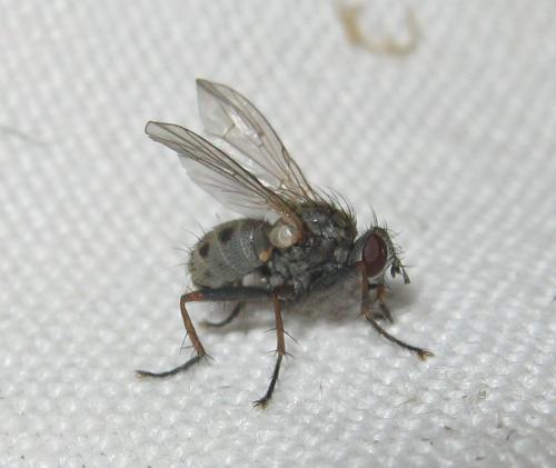 Réf. 147 555 : Coenosia tigrina