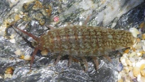Idotea balthica