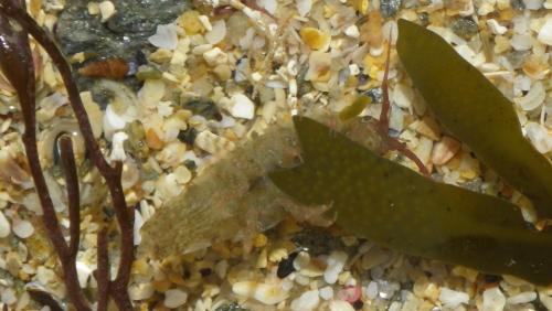 Idotea balthica