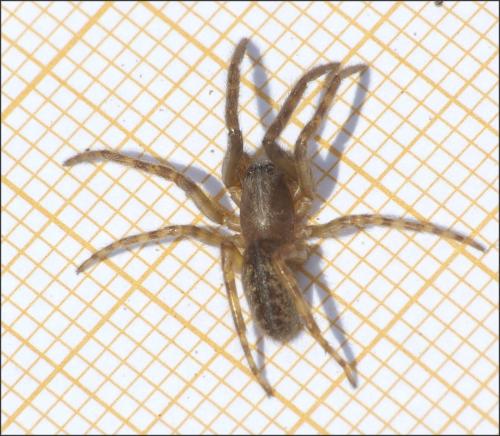 Réf. 147 535 : Segestria sp.