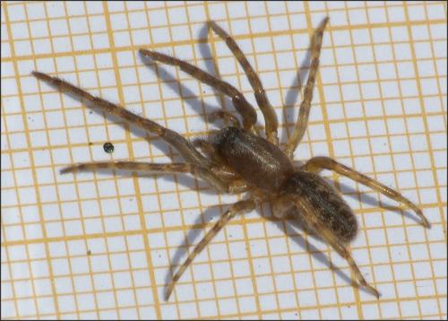 Réf. 147 534 : Segestria sp.