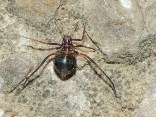 Réf. 147 702 : Cinara sp.