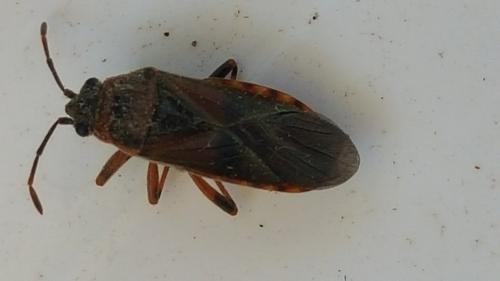 Arocatus melanocephalus