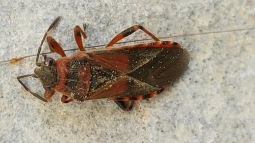Arocatus melanocephalus