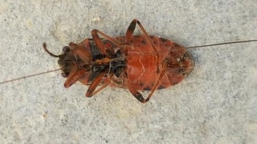 Arocatus melanocephalus