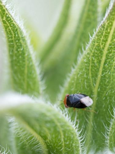 Geocoris erythrocephalus