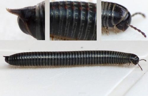 Réf. 147 625 : Ommatoiulus sabulosus