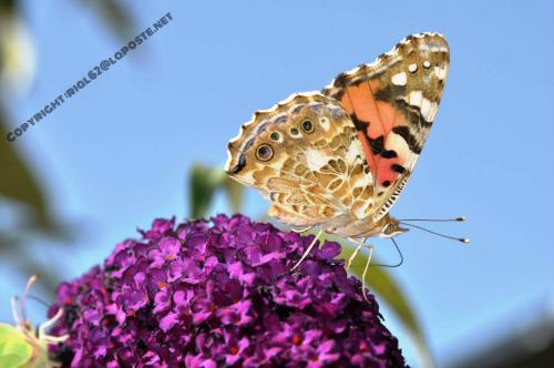 Réf. 147 170 : Vanessa cardui