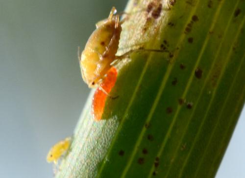 Aphidoletes aphidimyza
