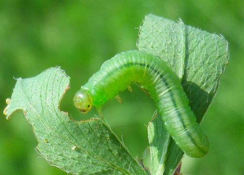 Euura myosotidis