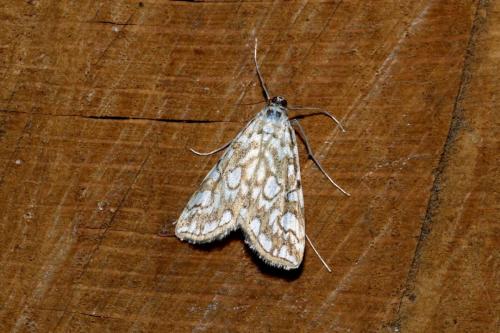 Réf. 147 239 : Elophila nymphaeata