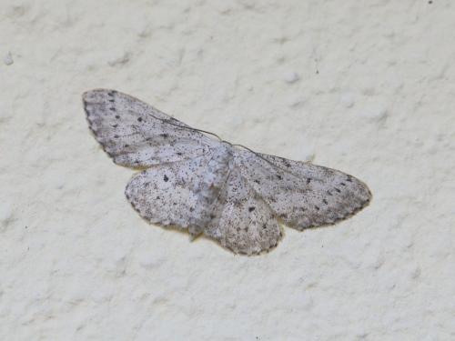 Idaea seriata