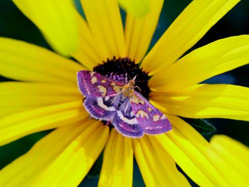 Réf. 147 972 : Pyrausta purpuralis