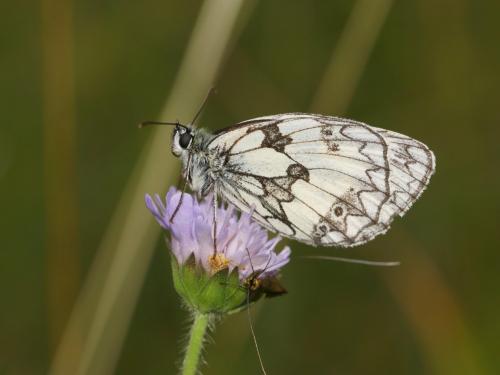 Melanargia galathea