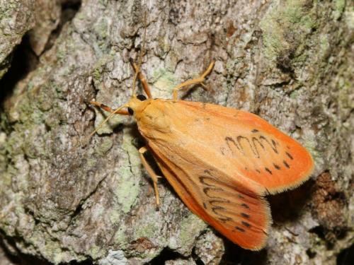 Réf. 147 395 : Miltochrista miniata
