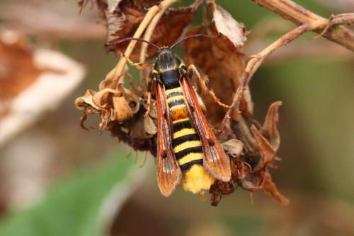 Pennisetia hylaeiformis