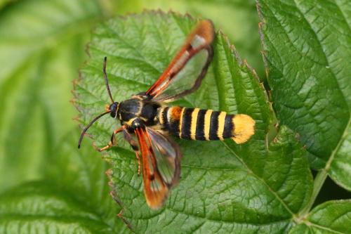 Pennisetia hylaeiformis