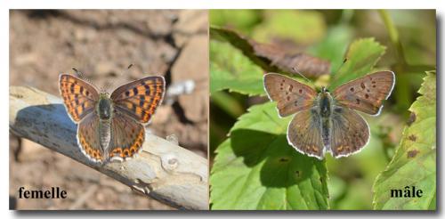 Lycaena tityrus