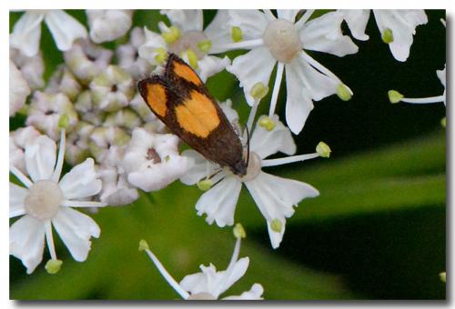 Pammene aurana