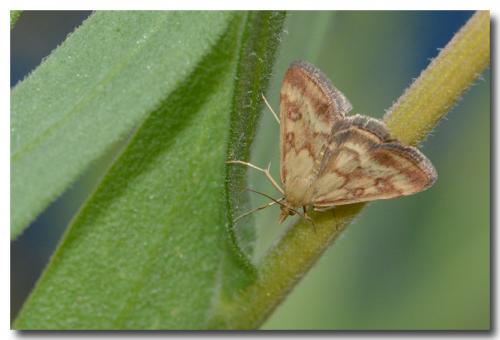 Pyrausta despicata