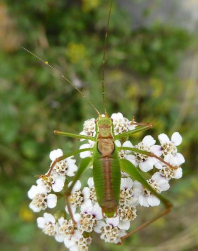 Leptophyes punctatissima