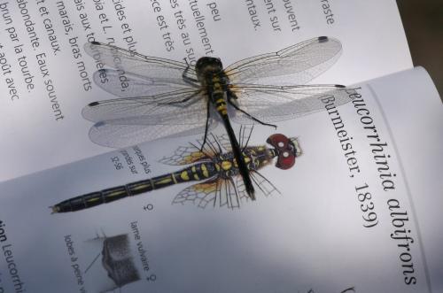 Réf. 147 385 : Leucorrhinia albifrons