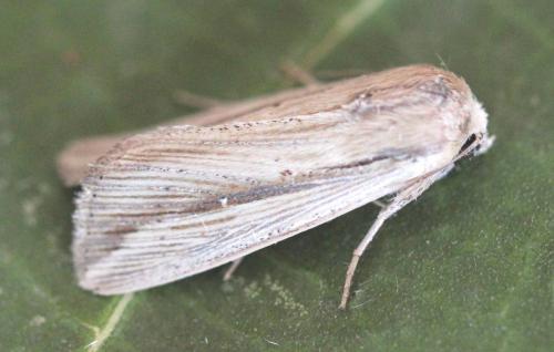 Leucania loreyi