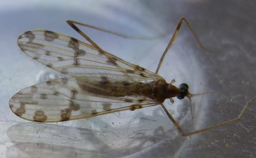 Réf. 147 050 : Ilisia occoecata