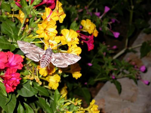 Agrius convolvuli