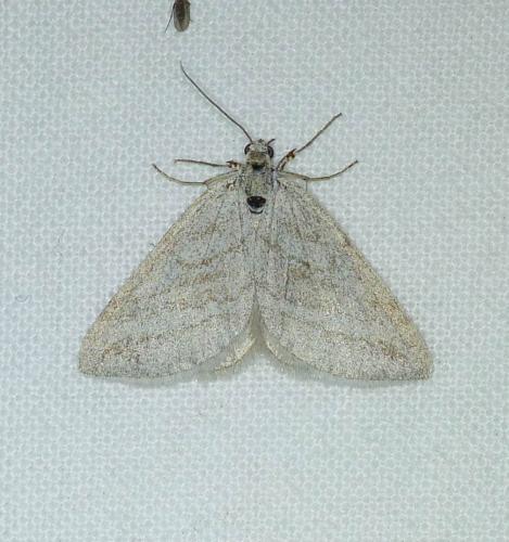 Réf. 147 454 : Lithostege griseata