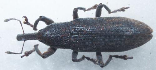 Réf. 147 042 : Lixus punctiventris