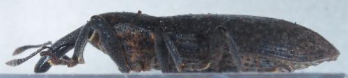 Réf. 147 043 : Lixus punctiventris