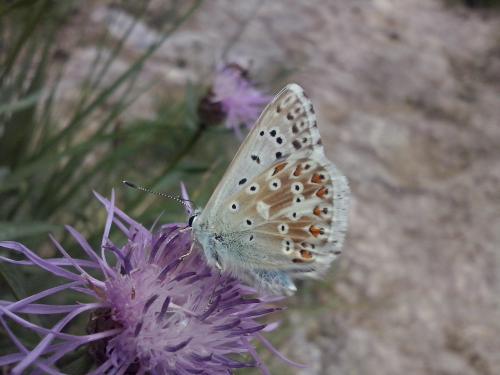 Polyommatus coridon