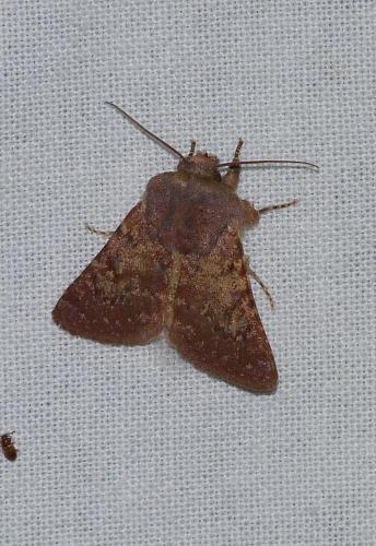 Metopoceras felicina