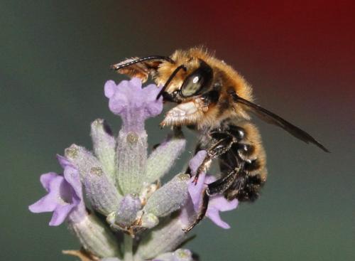 Megachile willughbiella