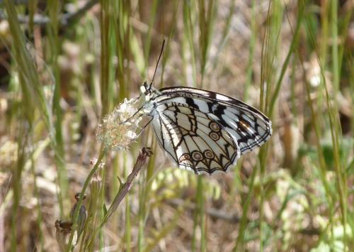 Melanargia ines